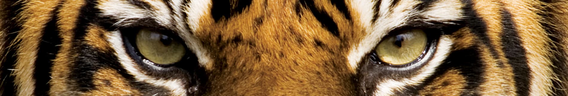 Tiger eyes closeup